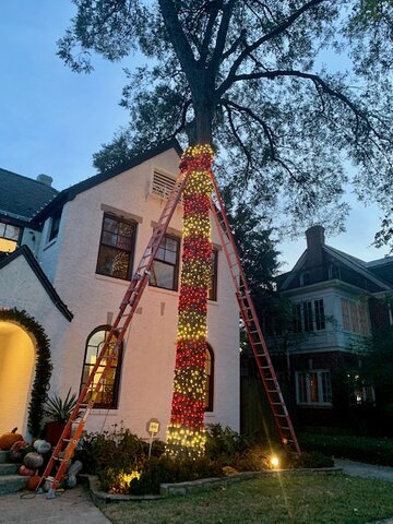 Tree Lights